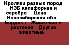 Кролики разных пород НЗБ калифорния и серебро  › Цена ­ 400 - Новосибирская обл., Бердск г. Животные и растения » Другие животные   